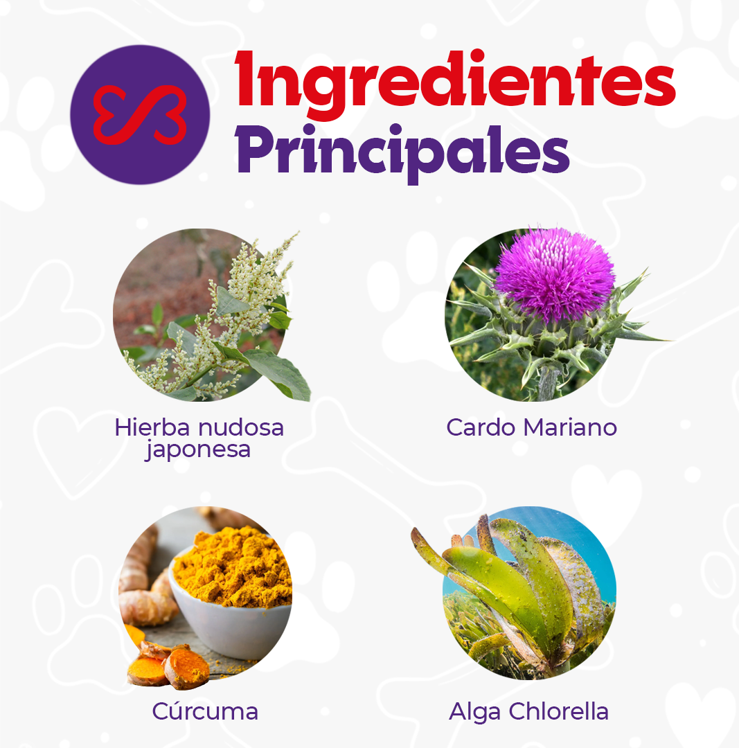 Detox Hígado y Riñón