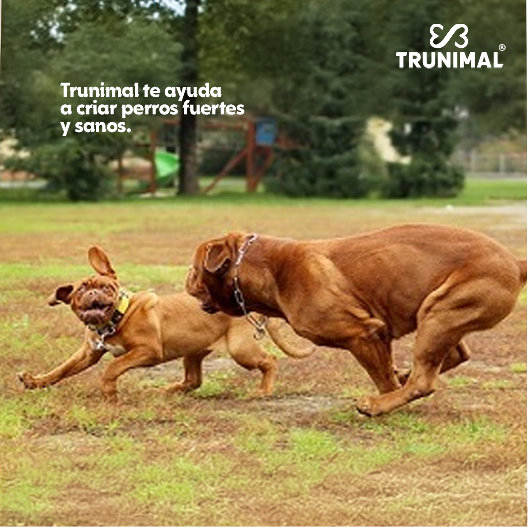 Movilidad y Soporte Articular