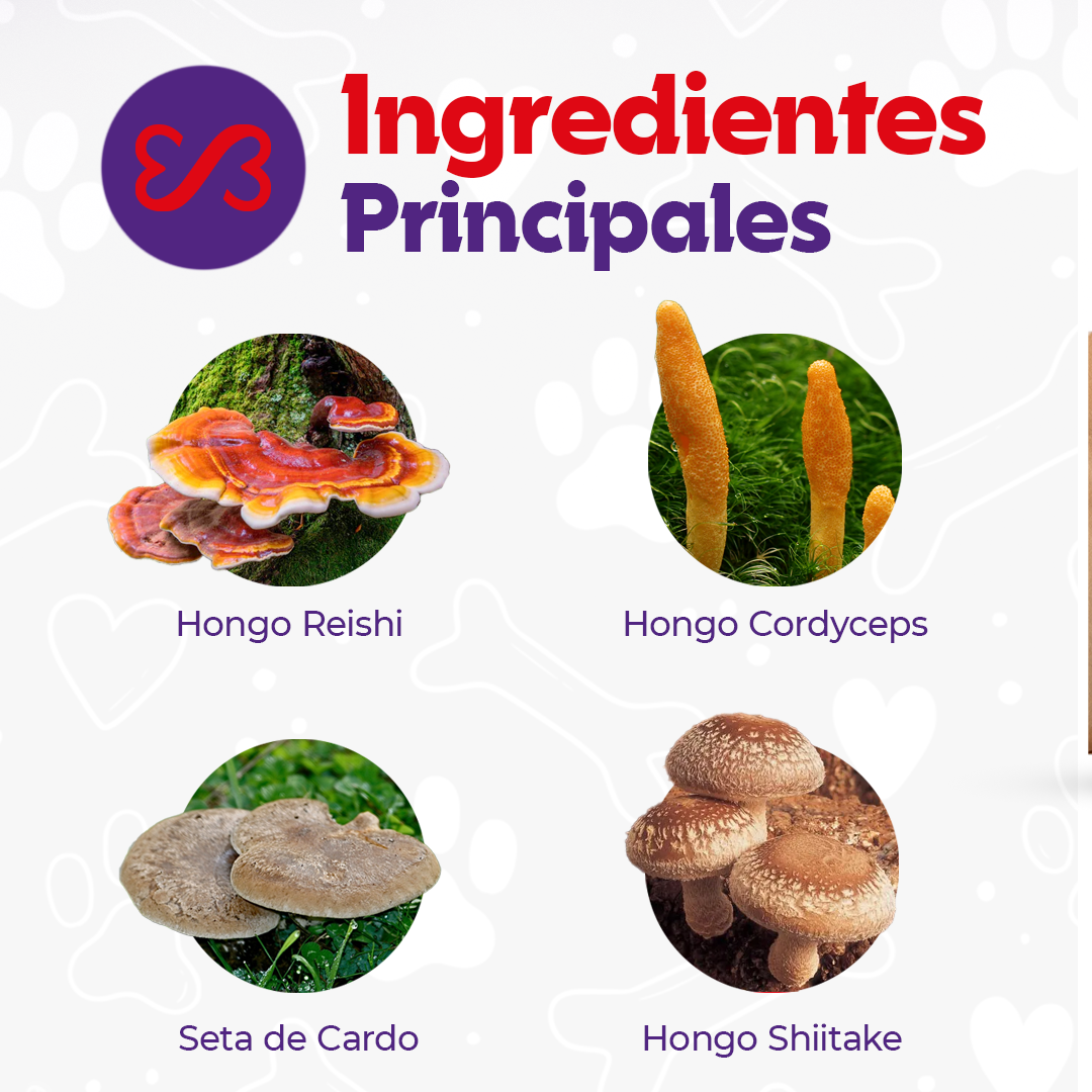 Mix de Setas Fermentadas